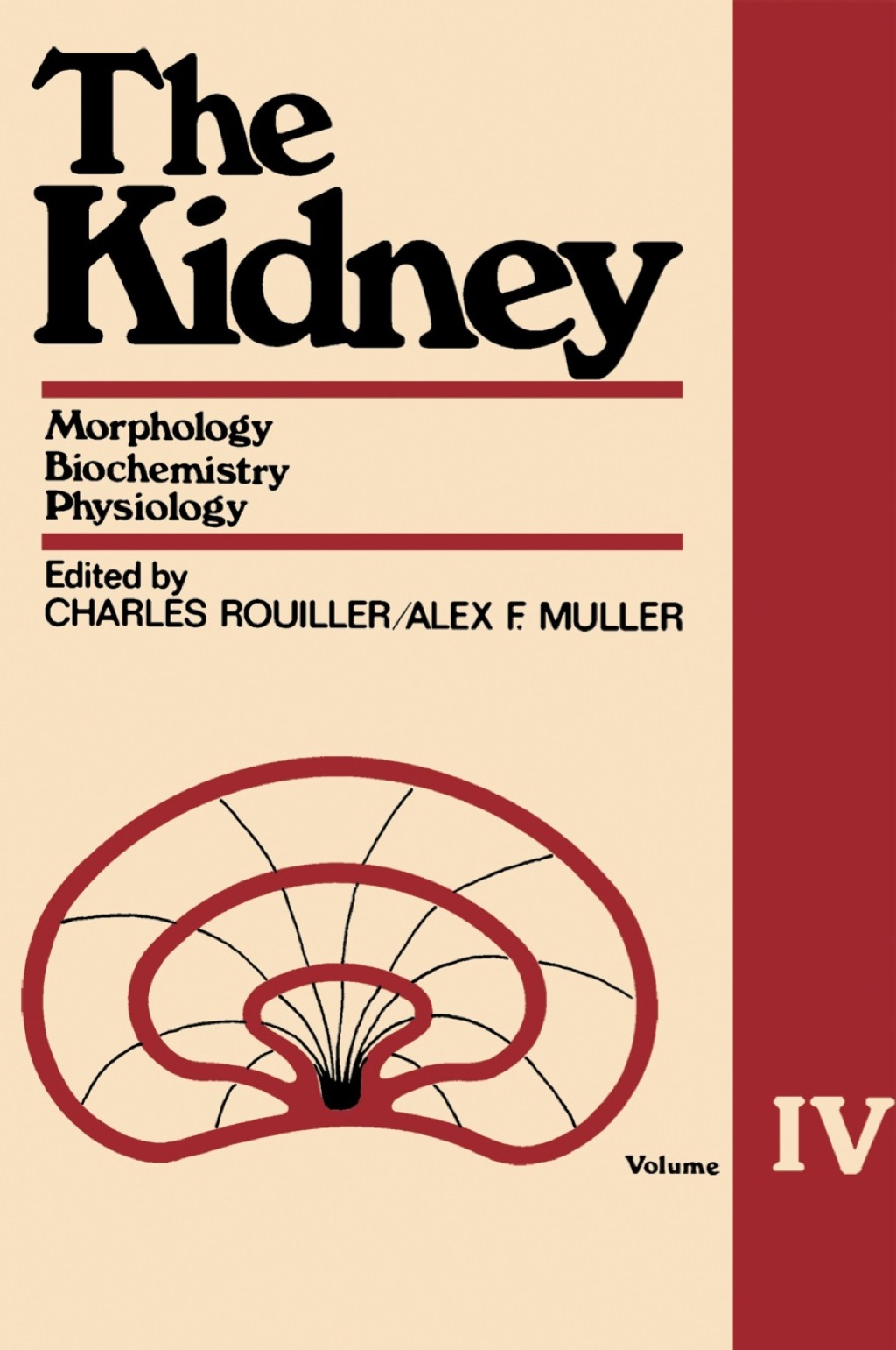 The Kidney Morphology, Biochemistry, Physiology 1st Edition