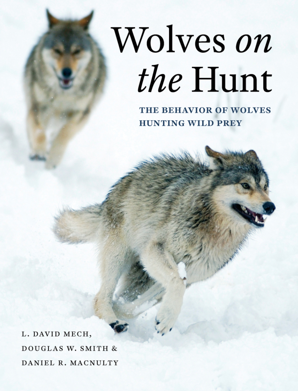 Wolves on the Hunt The Behavior of Wolves Hunting Wild Prey 1st Edition